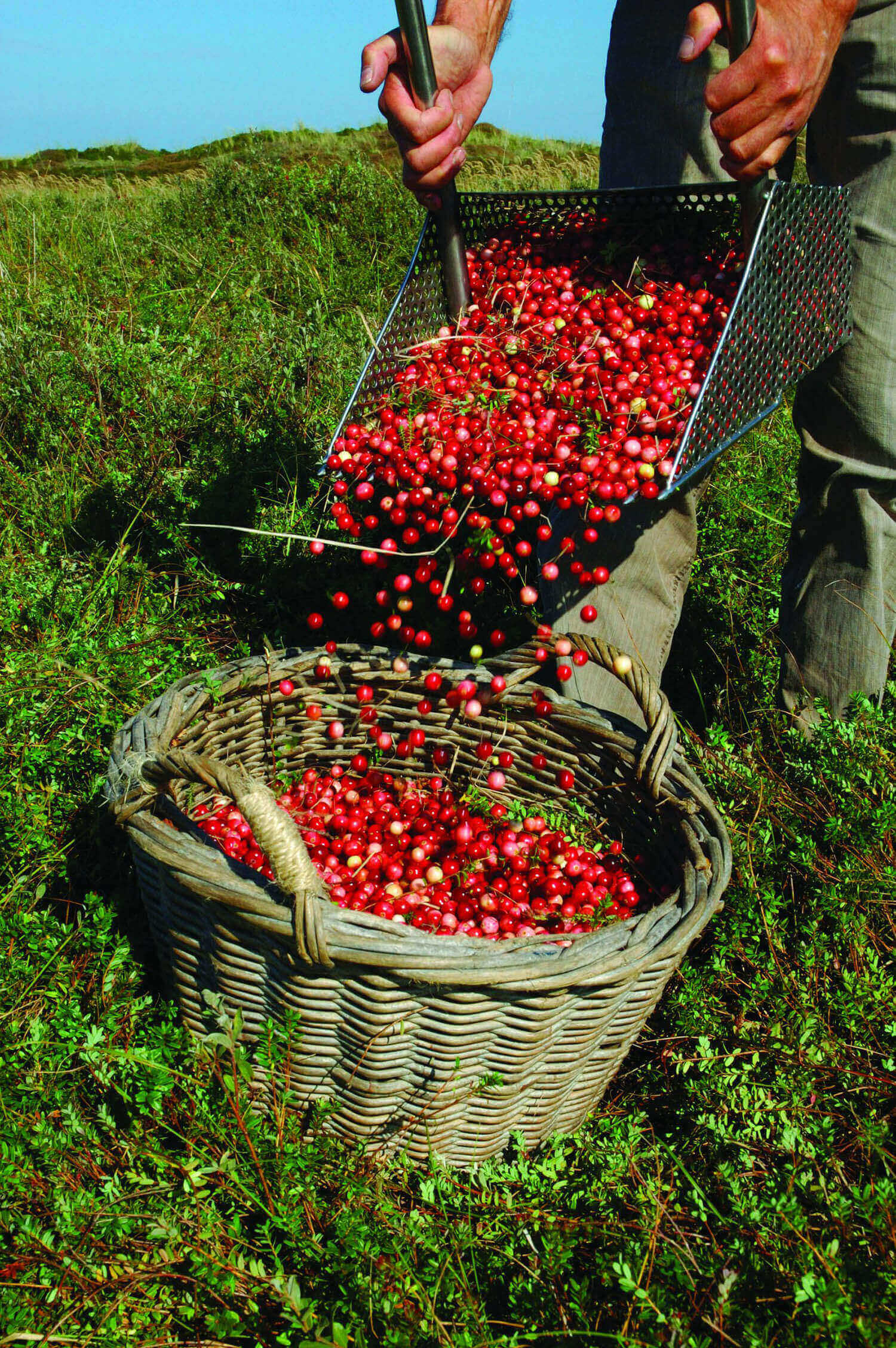 Cranberries op Terschelling